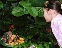 In the Butterfly Exhibit